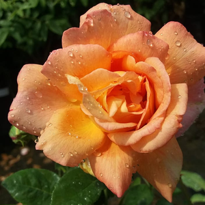 Roz piersică cu marginile roz - trandafir teahibrid